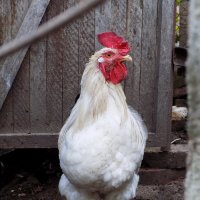 Петушок :: Константин Штарк Петушок :: Константин Штарк