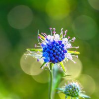 *** :: Игорь Чичиль