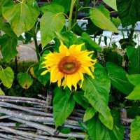 Подсолнух :: Галина Бобкина