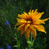 Симпатичный растрепка :: Антонина Гугаева