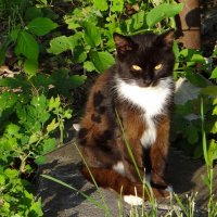 На солнышке.. :: Антонина Гугаева