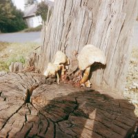 Городские грибочки. :: Игорь Солдаткин