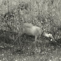 На лугу :: Елена Минина