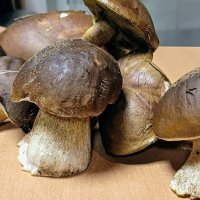 Из леса прибыли... :: Михаил Столяров