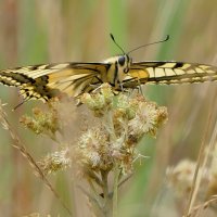 из снятого позапозавчера 5 :: Александр Прокудин