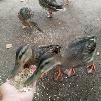 Утки :: Сапсан 