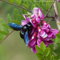 Фиолетовая пчела - плотник :: Светлана Ищенко