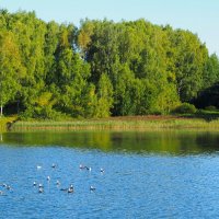 Чайки обнаружили скопление мальков карасей (репортаж из поездки по области). :: Милешкин Владимир Алексеевич 