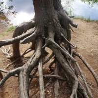 стойкий деревянный... :: zavitok * стойкий деревянный... :: zavitok *