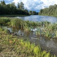 Тихая гавань для уточек :: Veera V