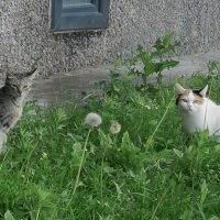 кисы :: Лера кисы :: Лера