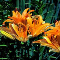 Детали природы :: Роман Савоцкий