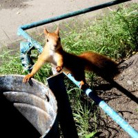 На орехи :: Maria Rainer