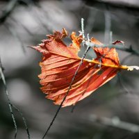 Ну вот и осень на пороге... :: Андрей Заломленков Ну вот и осень на пороге... :: Андрей Заломленков