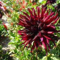 Георгин :: PRP Георгин :: PRP