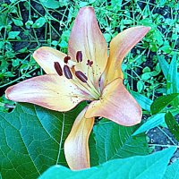 Цветы. :: Владимир Драгунский