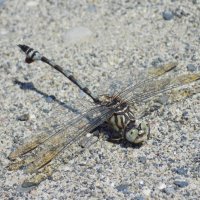 Lindenia tetraphylla :: Константин Штарк