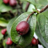 *** :: Любимова Ольга 