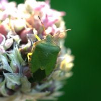 Клоп на чесночной семянке. :: Kventin Natabos 