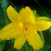 Солнечный Ли.. :: Елена Семигина