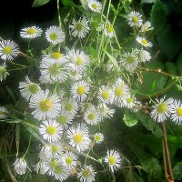 ****** :: Елена Семигина