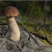 боровик :: Aleksandr Gal