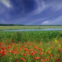 Яркая  палитра летнего утра... :: Надежда Куркина 