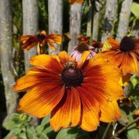 Рыжую, огромную ромашку. Ласково Рудбекией зовут.... :: Галина 