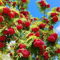 Красные гроздья рябины :: Надежда 