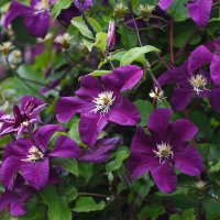 Лето в Ботаническом... Июль. :: Наташа ***** Лето в Ботаническом... Июль. :: Наташа *****