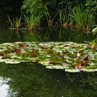 Лето в Ботаническом... Июль. :: Наташа ***** Лето в Ботаническом... Июль. :: Наташа *****