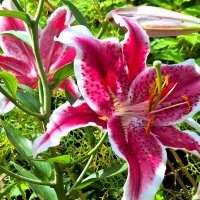 лилии :: Наталья 