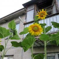 до второго этажа... :: Галина Флора