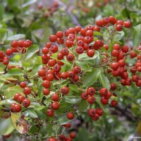 Пираканта ярко-красная :: Светлана Ищенко