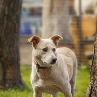 Пёс :: Alex Bush Пёс :: Alex Bush