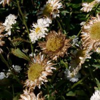 Астры августа. :: сергей ермошкин