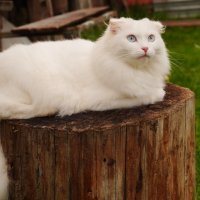 ... :: Сергей Ц