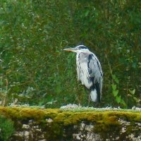 серая цапля :: gawrilа - dan