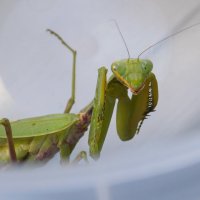 Хорошо, когда много ног...) :: Константин Штарк