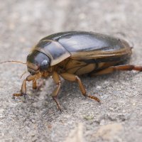 ... :: civettina ...