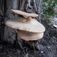 Грибы на дереве :: Boris Zhukovskiy