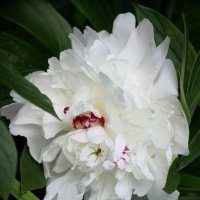 Воспоминания о лете. Июнь :: Наталья Герасимова