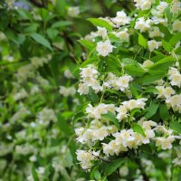 ... :: Владимир иванов