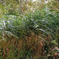 Шумел камыш... :: Veera V Шумел камыш... :: Veera V