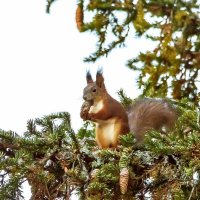 Белка из сказки. :: Михаил Белоусов