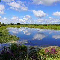 Когда цветет дербенник :: Галина Кан