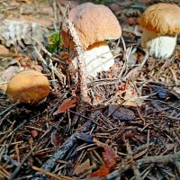 Братья Грибс. :: Vladimir Semenchukov