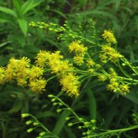 Золотарник цветёт :: Людмила Смородинская