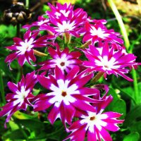 Красивые флоксы :: Людмила Смородинская