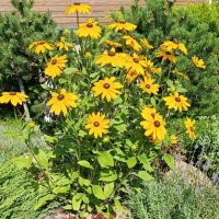 С бодрым утром! :: tatiana 